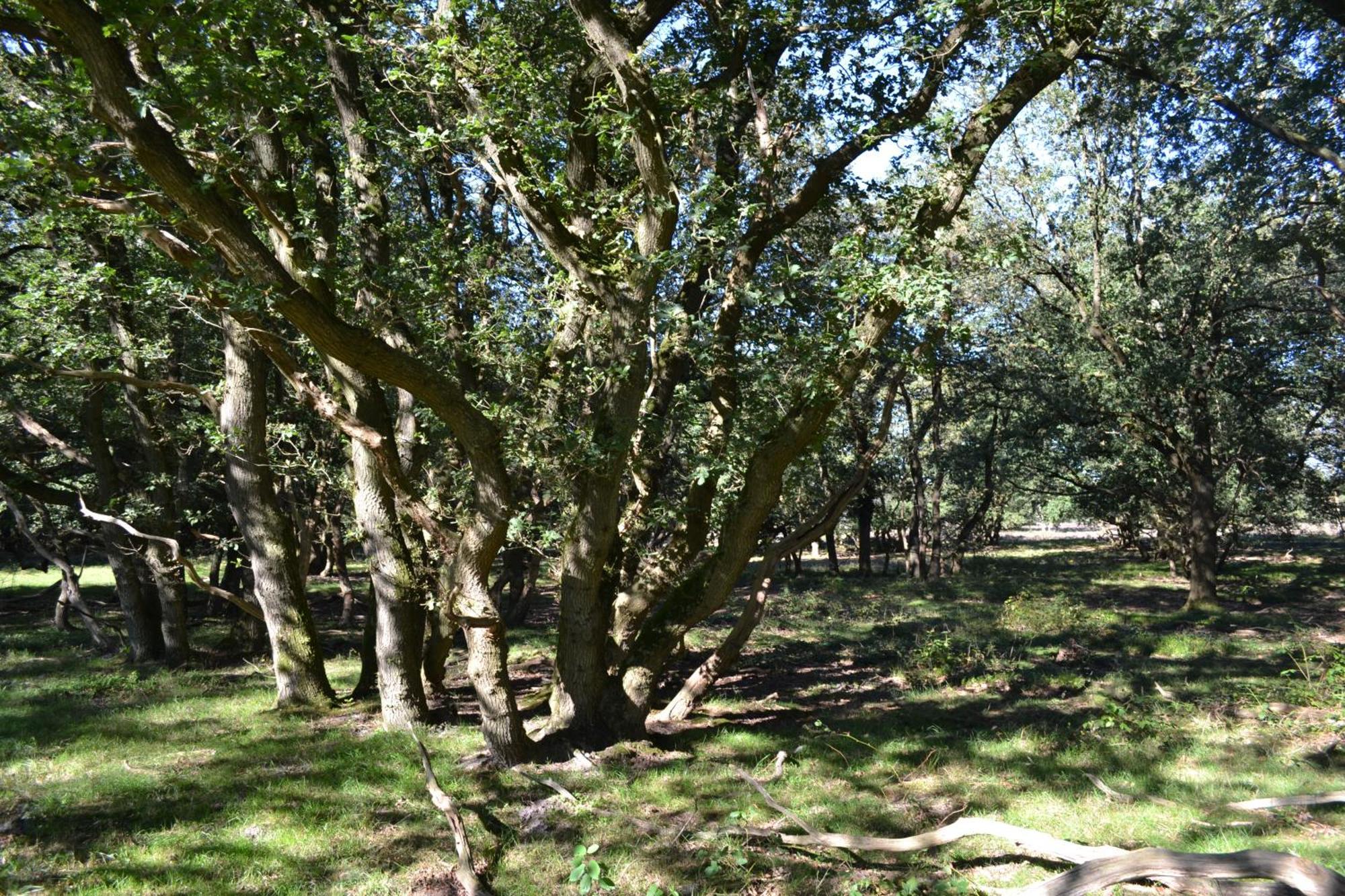De Specht Βίλα Anloo Εξωτερικό φωτογραφία